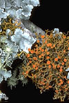 Lichen Biology Experts